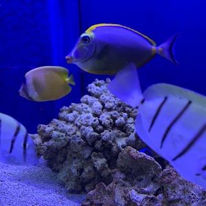 Meet your Posher, Kimber